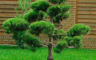 Сосна горная как сажать и ухаживать