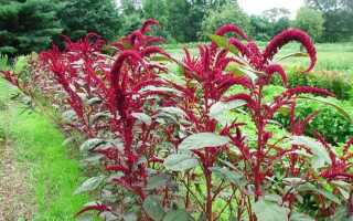 Какие однолетники можно сажать прямо в грунт в мае