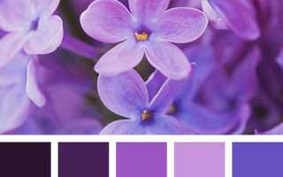 Темно фиолетовый как сделать цвет баклажан