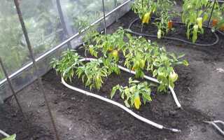 Как работает капельный полив в теплице