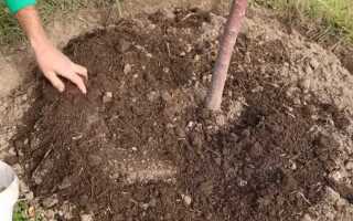 Чем замульчировать приствольные круги у плодовых деревьев