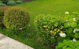 Что посадить перед домом на даче