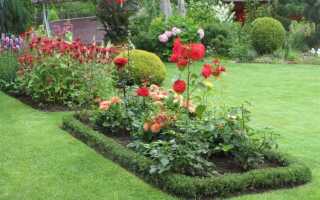 С чем сочетаются розы в ландшафтном дизайне