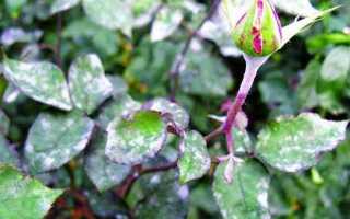 Мучнистая роса на флоксах чем обработать