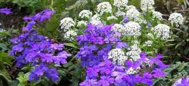 Какие однолетники цветут все лето фото и названия