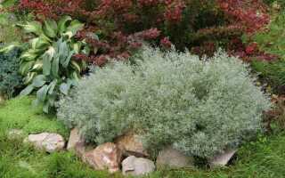 Какие растения не любят слизни в огороде