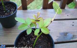 Как безболезненно вырастить розу для дальнейшей продажи