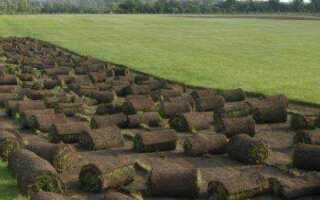 Как поливать рулонный газон после укладки