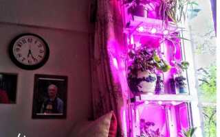 Что посадить с северной стороны дома