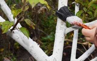 Краска для деревьев садовая какая лучше