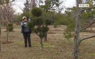 Чем обрезать кусты если нет секатора