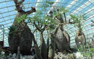 Какая температура должна быть в зимнем саду