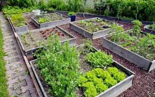 Как красиво посадить цветы на участке