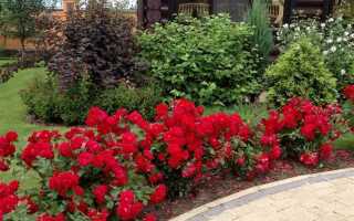 Деревья на участке как рассадить красиво