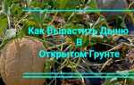 Как формировать дыню в открытом грунте