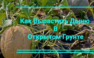 Как формировать дыню в открытом грунте