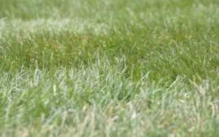 Какой газон лучше посадить на даче ленивому садоводу