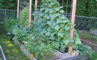 Как повысить урожайность огурцов в открытом грунте