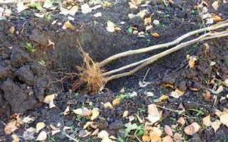 Как прикопать саженцы весной до посадки