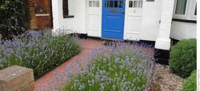 Что посадить рядом с хостами вдоль дорожки