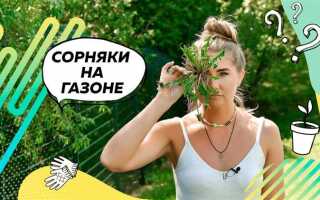 Сорняки растут быстрее чем газон дуолинго