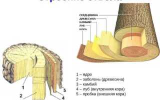 Древесина хвойных используется как сырье для изготовления