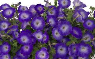 Какой объем грунта нужен петунии джоконда