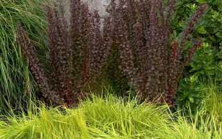 Что посадить рядом с барбарисом тунберга