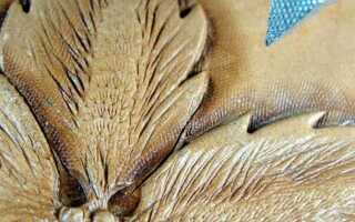 Как сделать клише для тиснения на коже своими руками