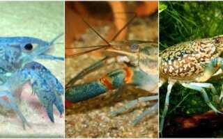 Как разводить раков в домашних условиях