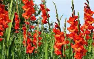 Как красиво посадить гладиолусы на участке