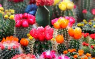 Как цветут кактусы в домашних условиях фото