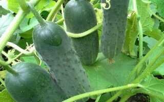 Какой объем грунта нужен для одного куста огурца