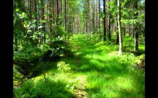 Участок в лесу с чего начать