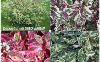 Дерен в ландшафтном дизайне с чем сочетается