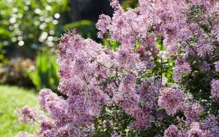 Какие цветы посадить на даче неприхотливые