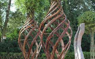 Из какой ивы плетут живые деревья