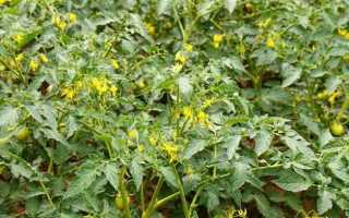 Когда подкормить помидоры калием фосфором азотом