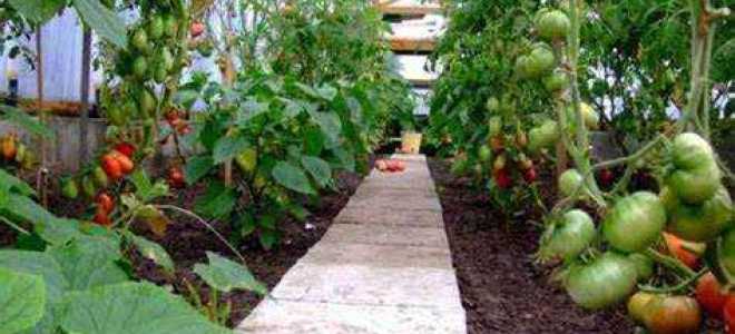 Как получить хороший урожай помидор в открытом грунте