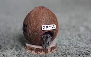 Как сделать из кокоса домик для хомяка