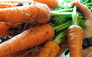 Как прореживать морковь в открытом грунте