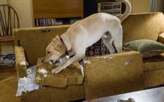 Как отучить таксу грызть все подряд