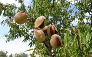 Как морить дерево в домашних условиях