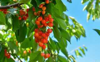 Как сохранить черешню от птиц во время созревания