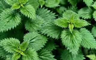 На какой почве растет крапива по кислотности