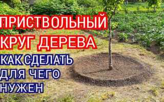 Как оформить приствольный круг плодовых деревьев