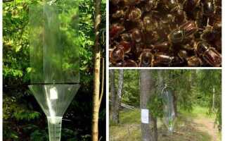 Как самому сделать профилактику деревьев от короеда