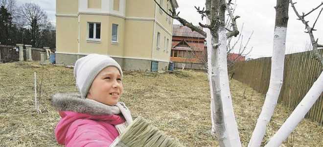 Какая кисть лучше для побелки деревьев