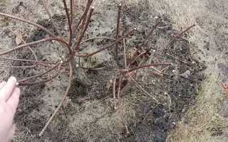 Морозобоины на гортензии метельчатой что делать