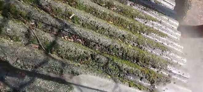 Чем очистить шифер от мха